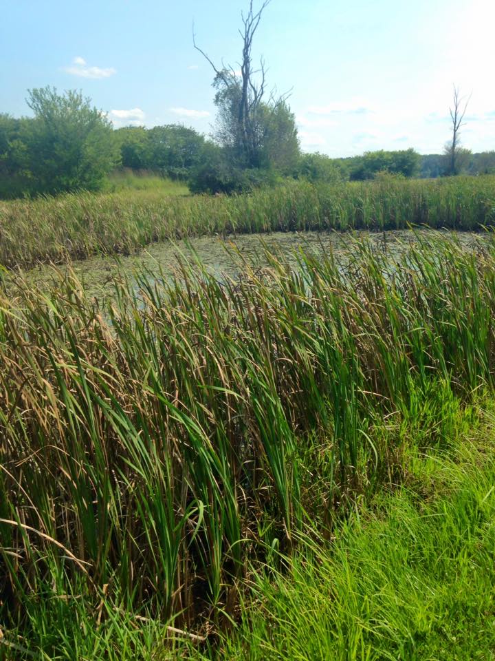 11202104_128225254190359_1933987223646170058_n