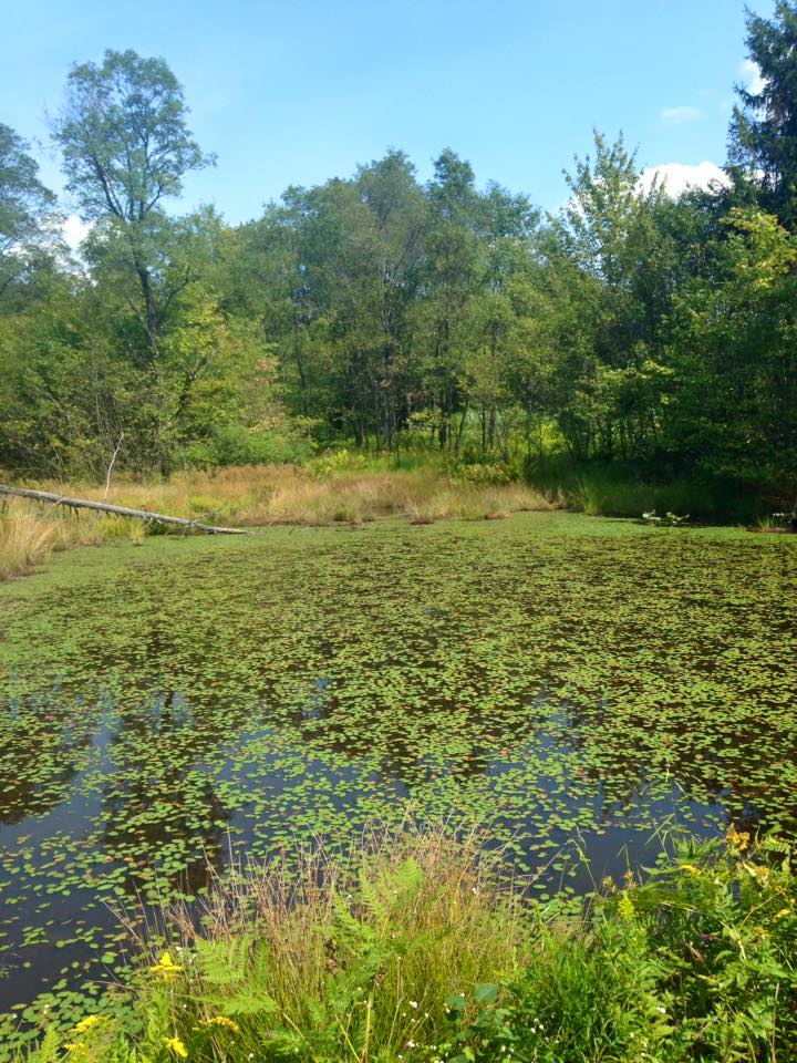 11202661_128225194190365_1038666346618054634_n