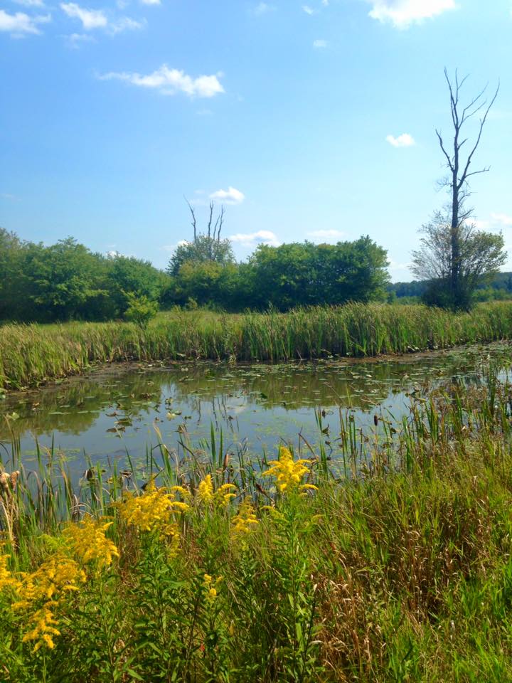 11899874_128225324190352_1591134496033050640_n