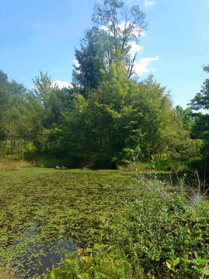 11902445_128225217523696_5935506062533918705_n