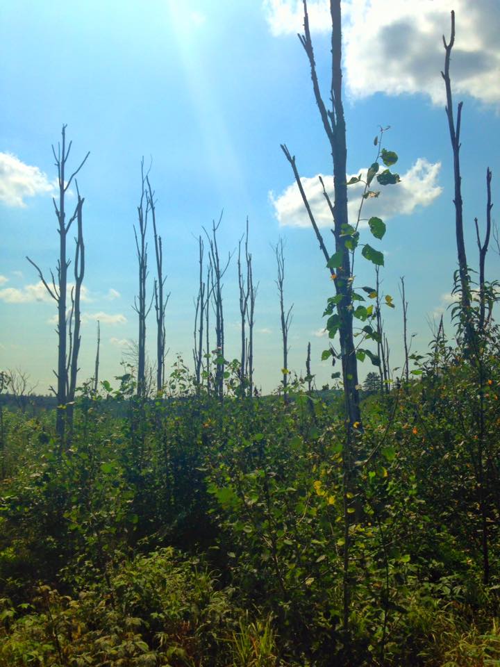 11924942_128225170857034_6407211910243510833_n