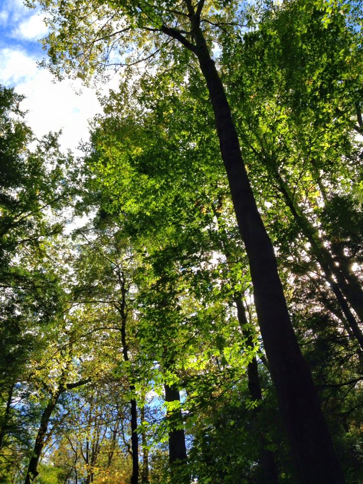 12096096_155003328179218_6509119080290780786_n