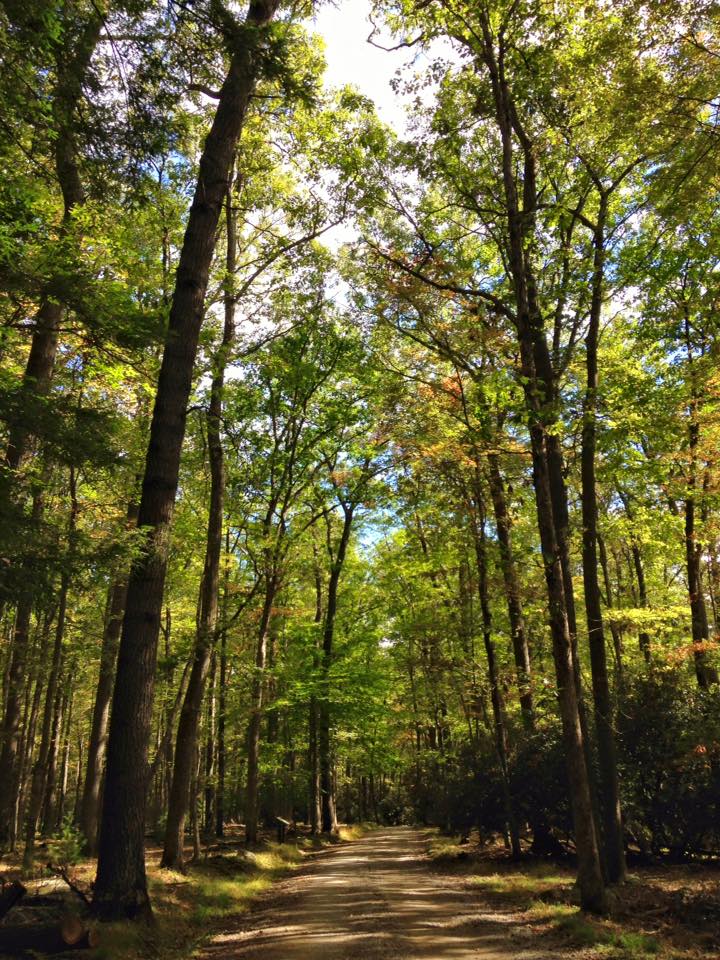 12096566_155003458179205_7281626789620565302_n