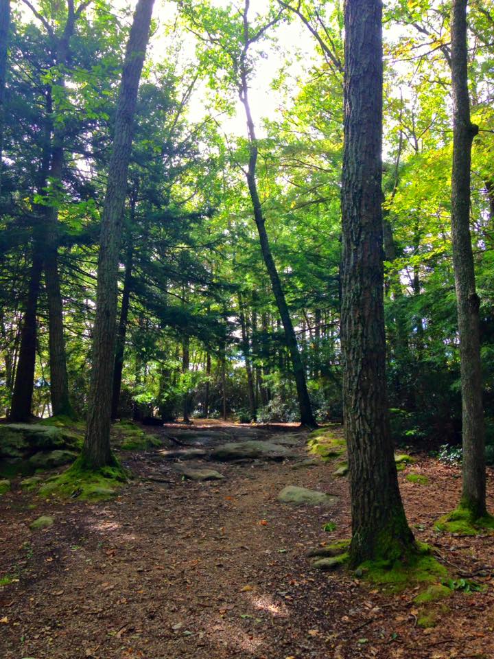 12112061_155003644845853_8627645545617866874_n