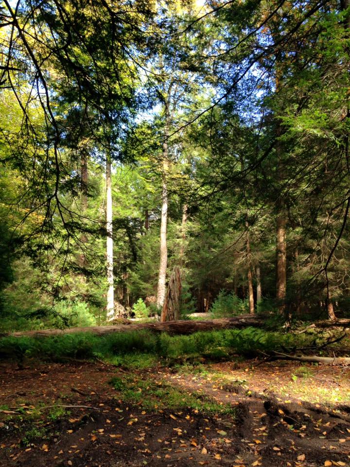 12144872_155003424845875_2073713513415641426_n