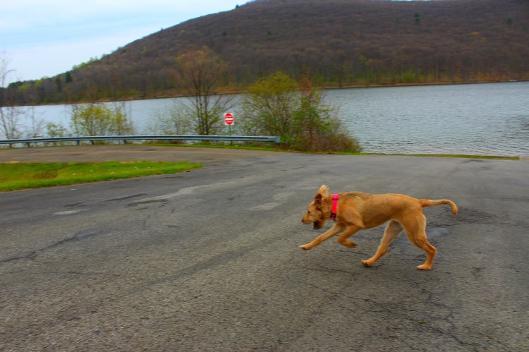 Allegheny Reservoir 1