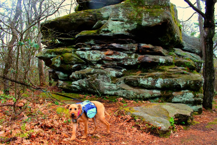 Allegheny Reservoir 8
