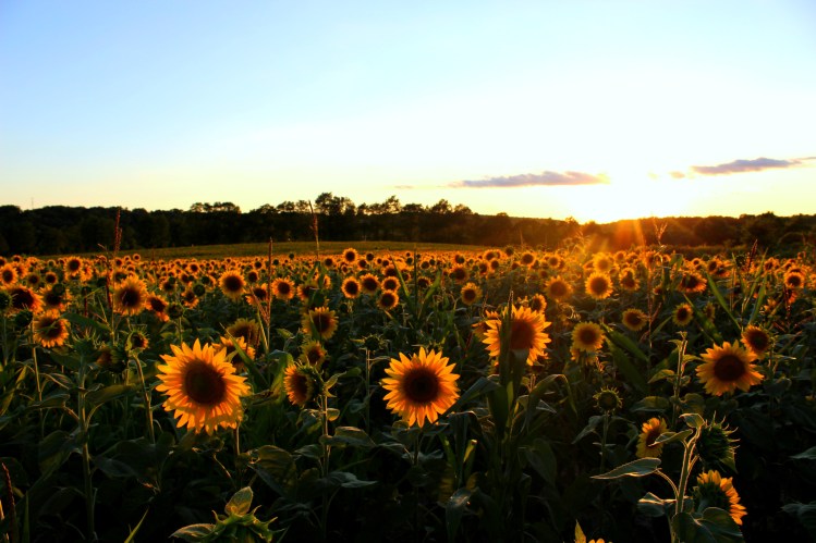 Sunflowers 3